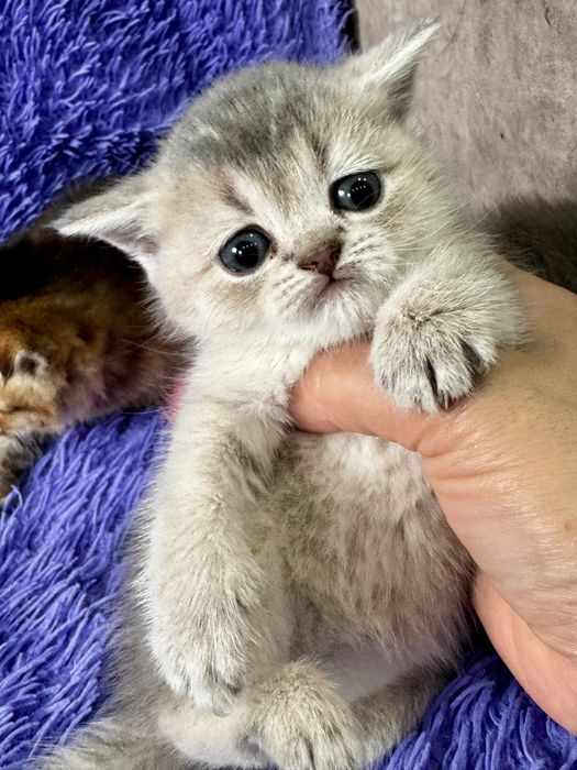 Золотая шиншилла малыши