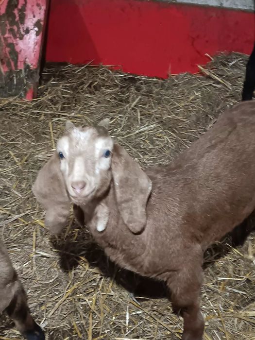 Iezi masculi de rasă anglonubian.