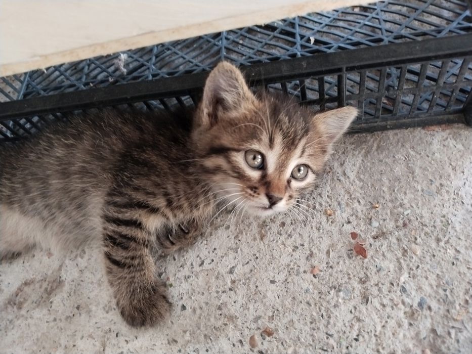 Котята, отдам бесплатно