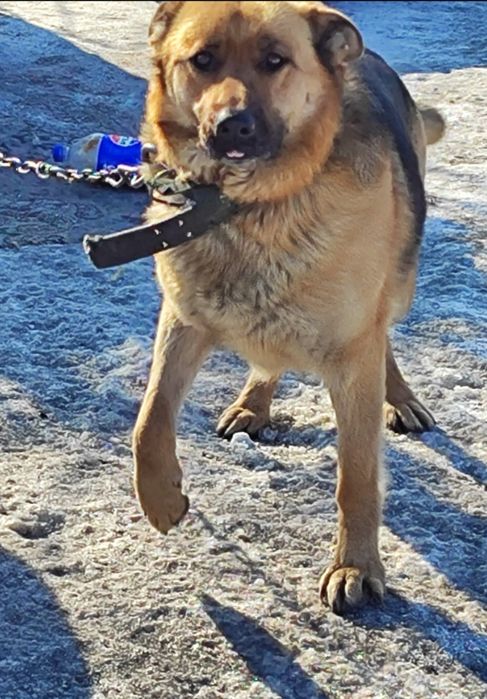 Щенки немецкой овчарки