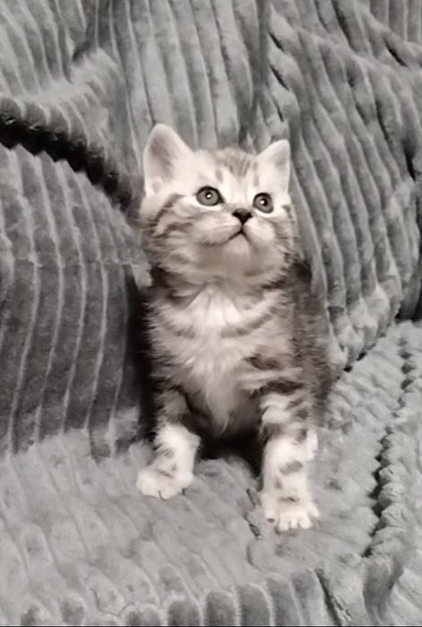 Шотландский прямоухий мальчик.