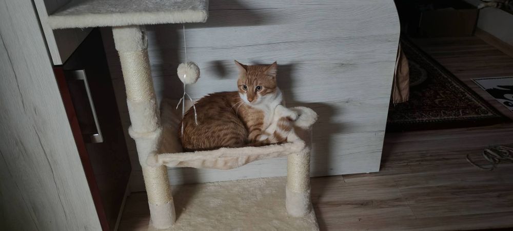 Подаряваме две котенца