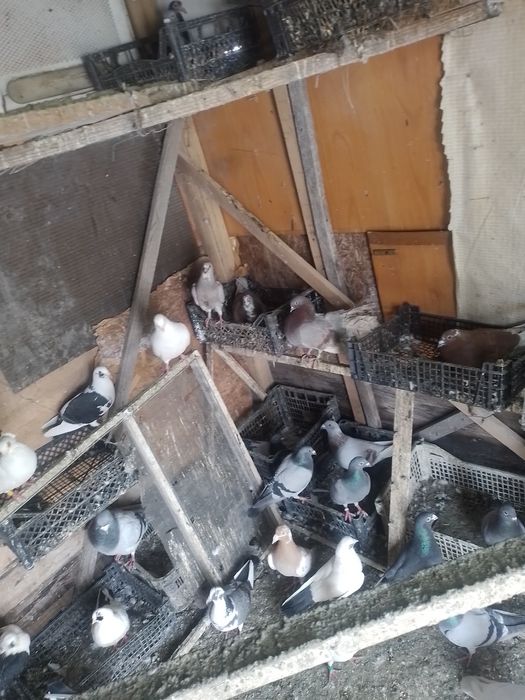 Vând porumbei voiajori la bucata