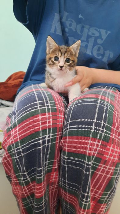 МИЛЫЕ КОТЯТА ИЩУТ ДОБРЫЕ РУКИ!

Очень красивые, ласковые и д
