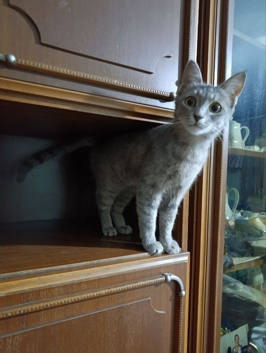 Котенка девочку 4-5 мес отдаю Тастак