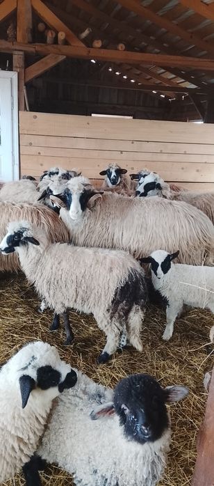 Vând un berbecuț și ²mele și un mascul