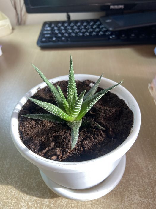 Хавортия, могу поменяться