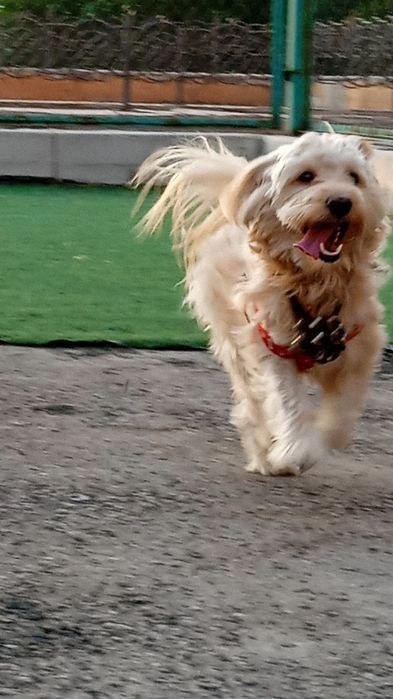 Балонка на вяску