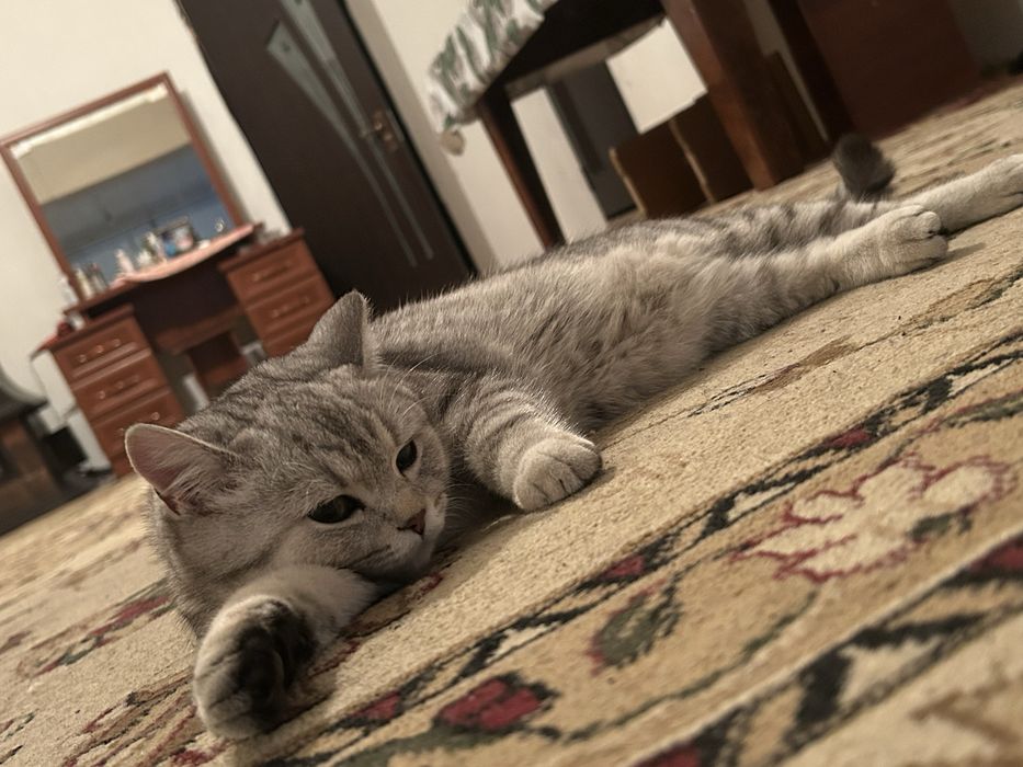 Британский шиншилла мрамор