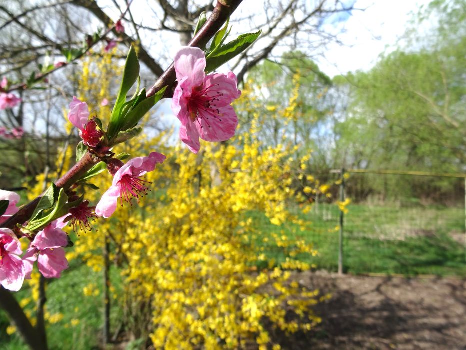 Sony Cyber shot DSC HX50V