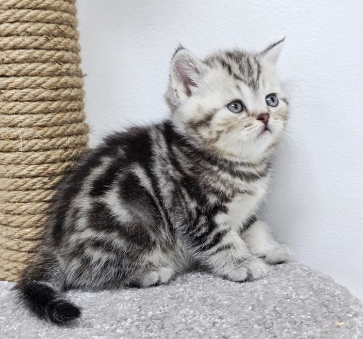 КоТикИ ШотЛанДскиЕ