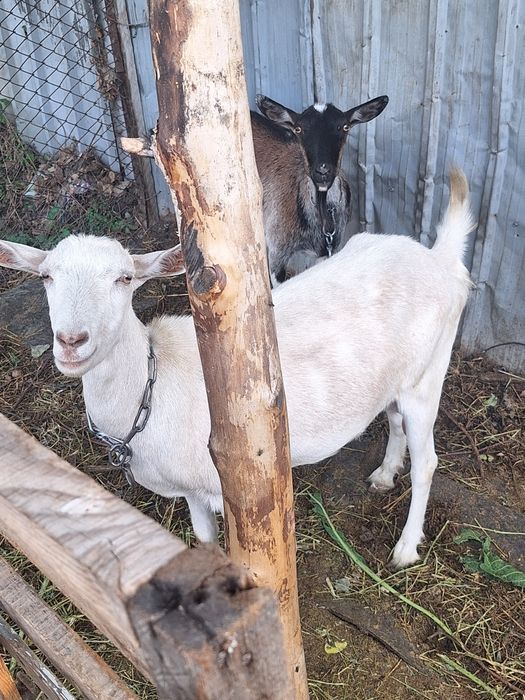 Продам коз  с Кендала