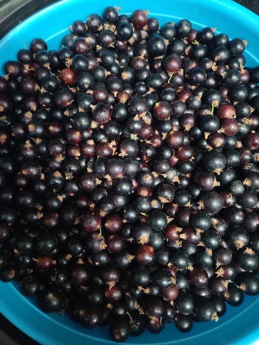 Продам смородину.