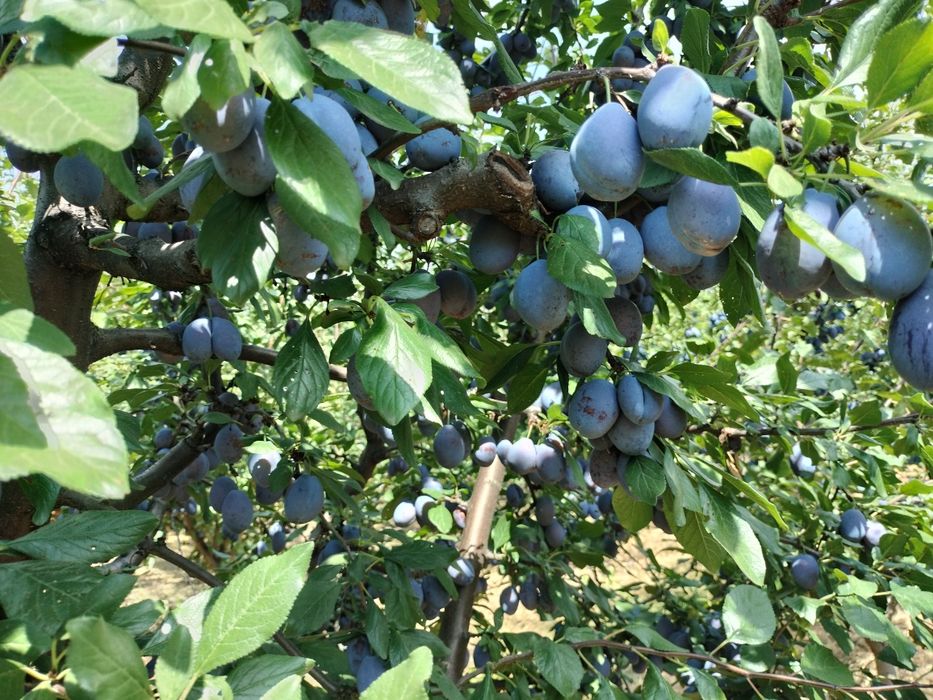Prune de tuica palinca