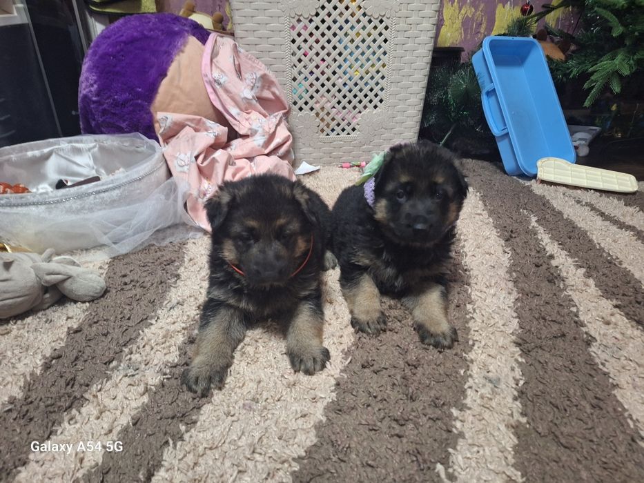 Продам щенков немецкой овчарки