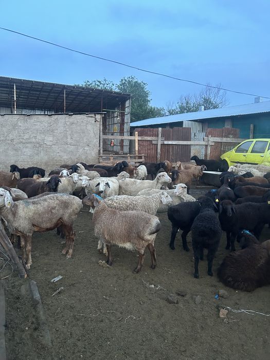 Қой сатылады. Продам баран семіз