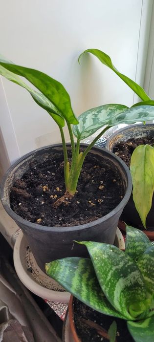 Продам комнатные цветы