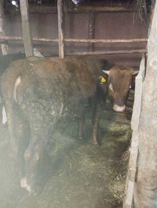 Продам бычков на мясо