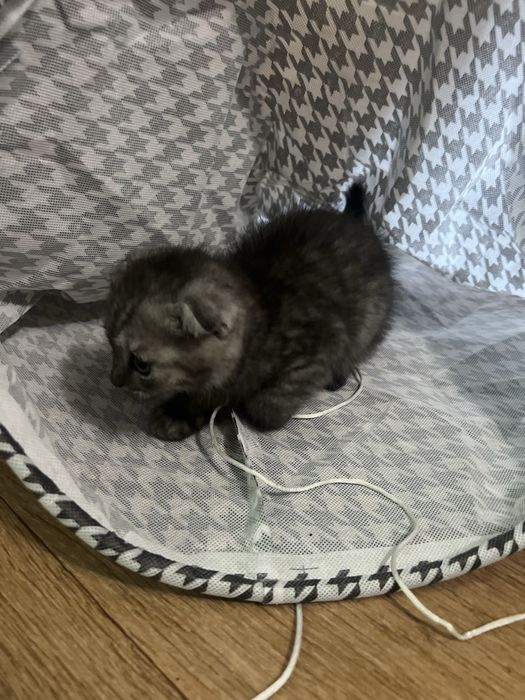 Котенок 2,5 месяца