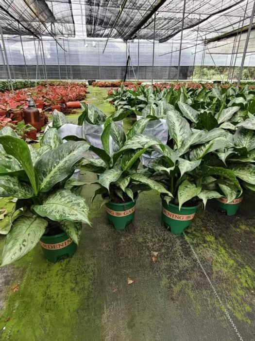 Комнатные цветы для Вашего уюта!!! Хона гуллари!!!