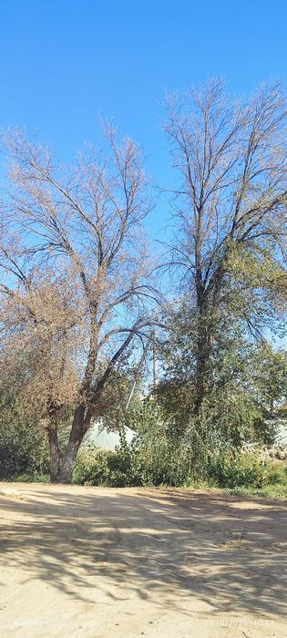 Oʻtin narvon sotiladi  kasishga ruxsat olib baraman kasib olib getasi