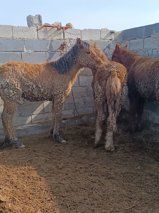 Продаю Лощади Жабағылар