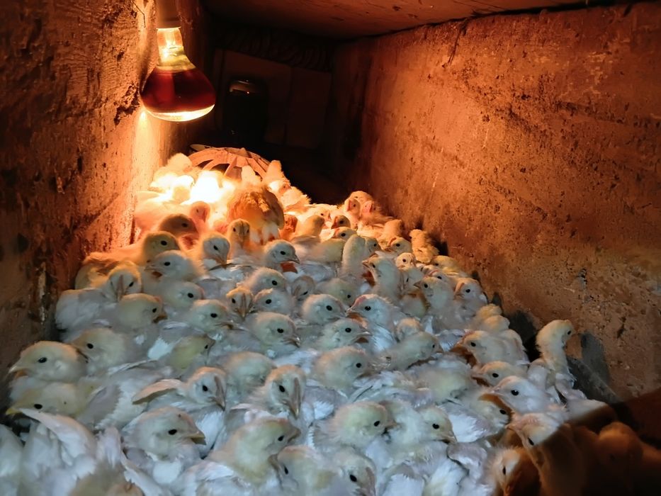 Продам бролерных цеплята