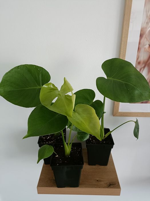 Monstera Deliciosa 60 cm , Plante verzi