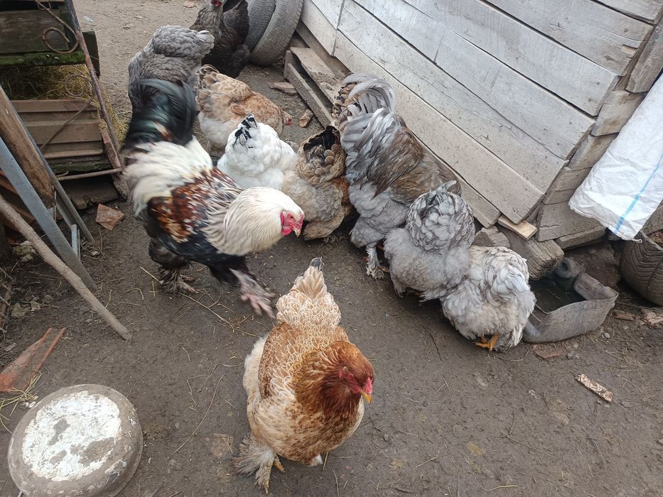 Oua din gainile din poze brahma ,motate ,paduana strumsky batan