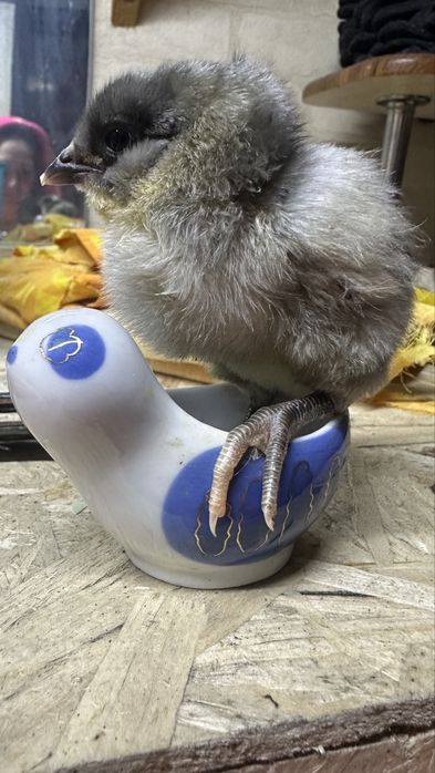 Яйца на инкубацию