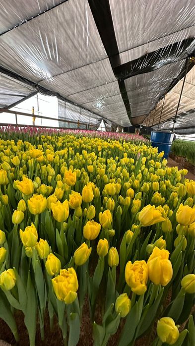 Тюльпаны оптом местные