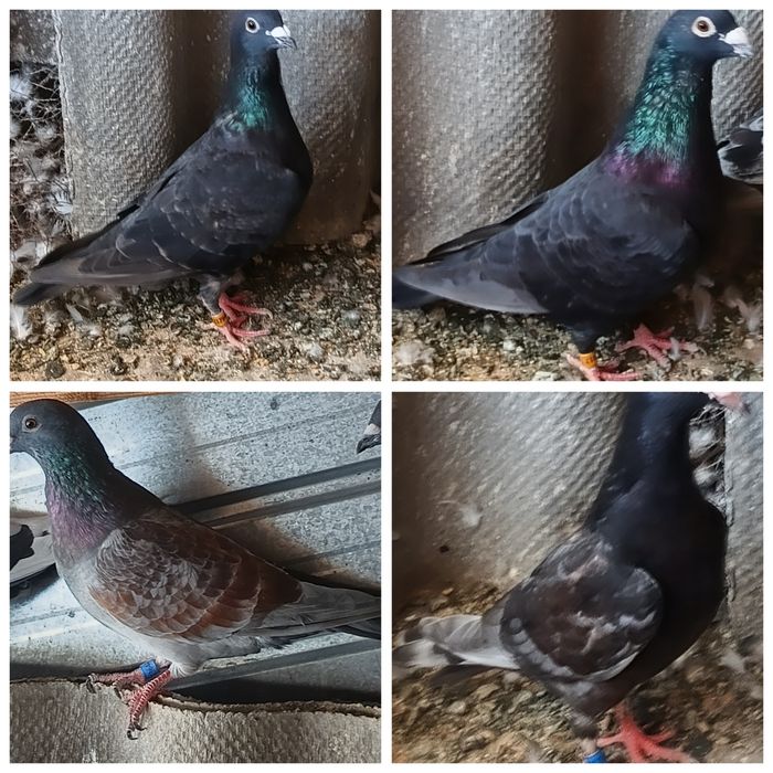 Porumbeii voiajori