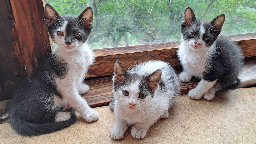 Подарявам котенца!