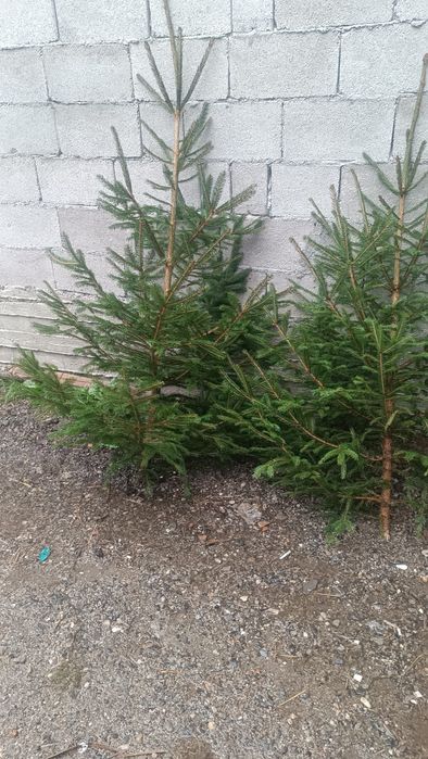 Piatră transport manoperă, Plante, lemn câinesc gard viu, brăduți pentru evenimentele