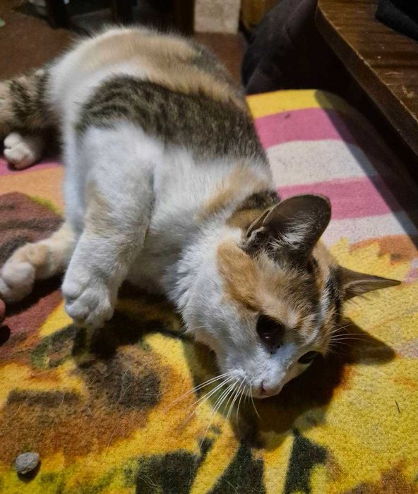 7-месечната Ефи търси дом!