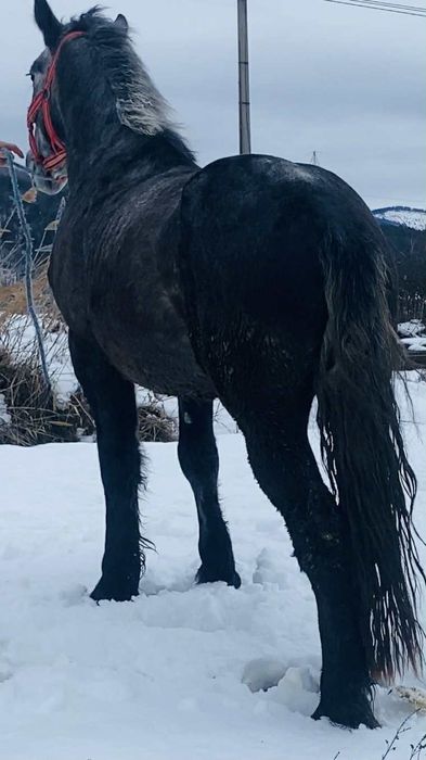 Vând urgent mânz de 3 ani