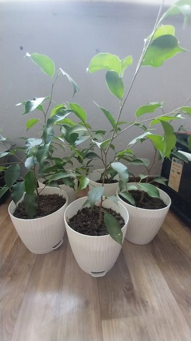 Продаю Домашние цветы Фикус
