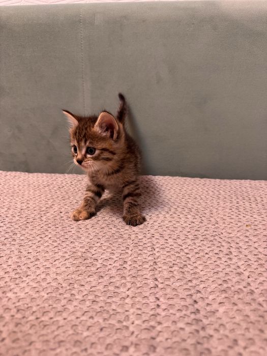 Бесплатна  кошка