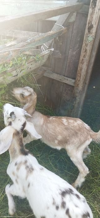 Козлята, нубийцы,биталы