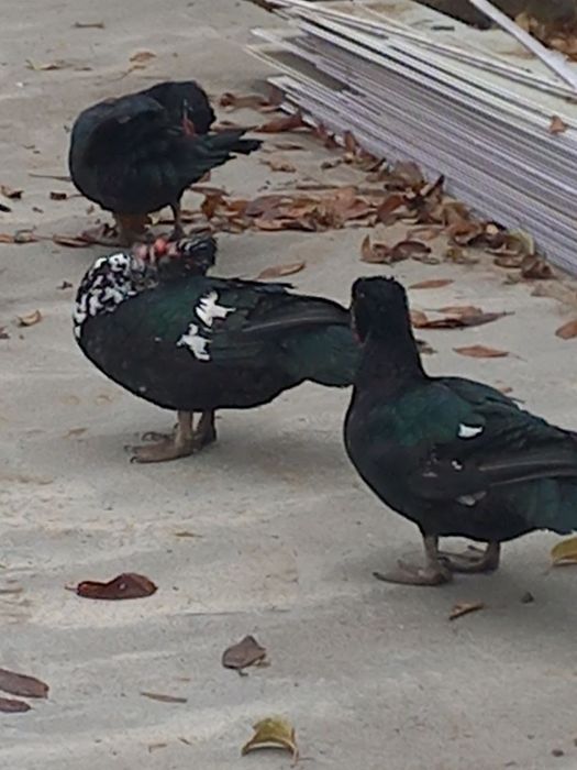 Утка Утка утка. Уткв