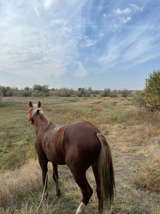 Айғыр сатылады 6 жасар