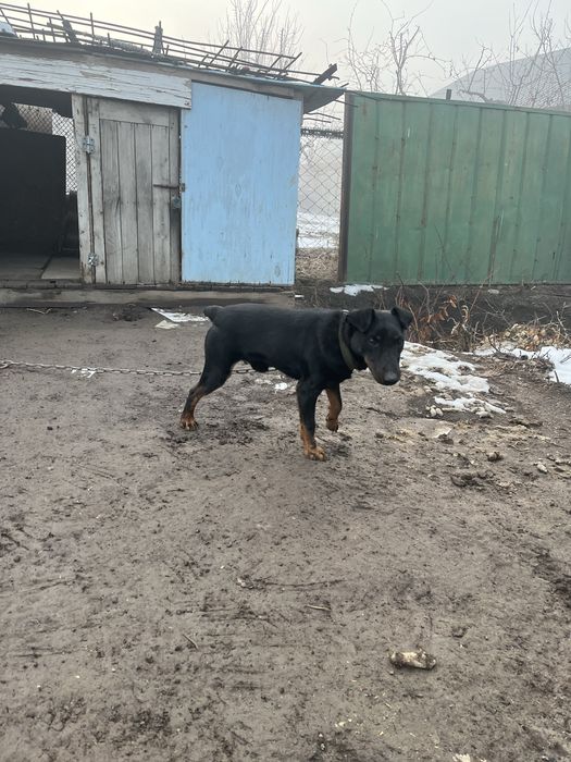 Вязка - ягдтерьер