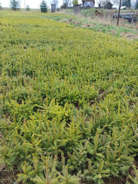 Puieti de molid apti de plantare