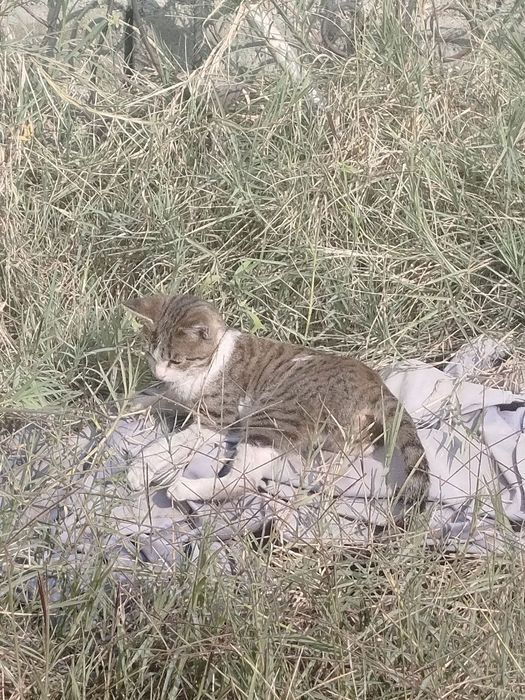 котик ищет свою семью