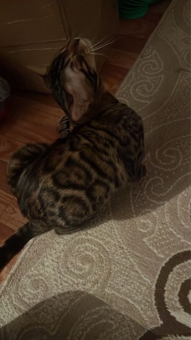 Продам бингальскую кошечку