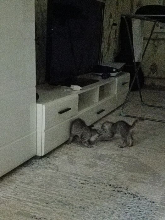 Котята 2 месячный
