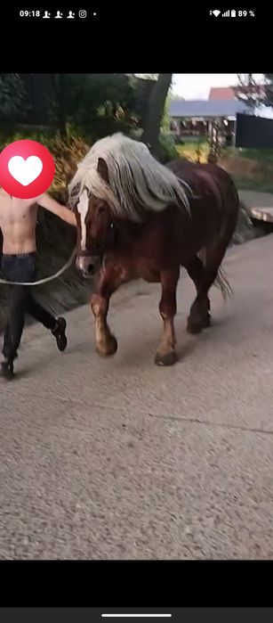 Vand sau schimb harmăsar blond