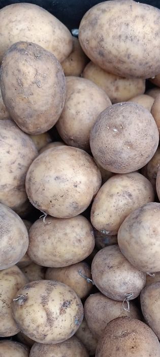 Продам дачную картофель Элит