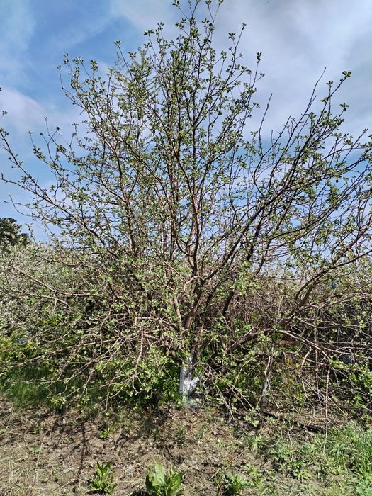 Продам дачный участок