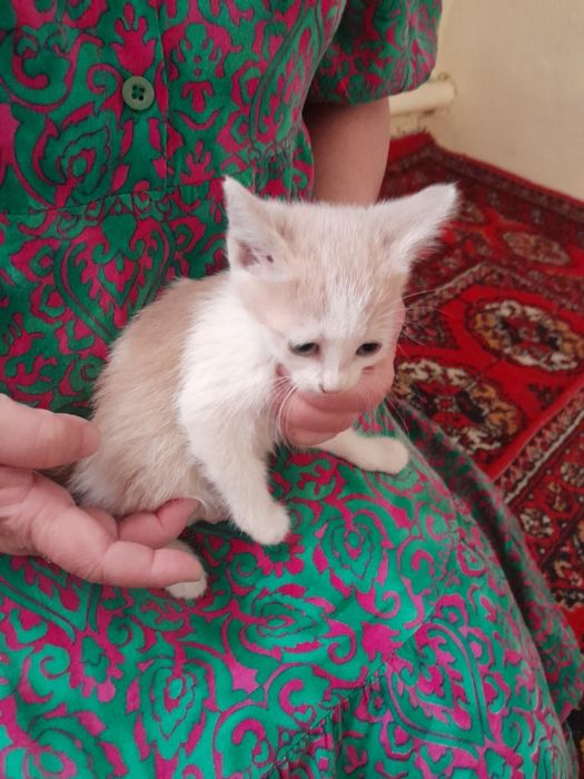 2 ойлик овкат ейди